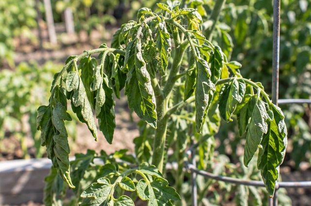 Leaves wilt in the heat of the day and recover by the next morning.