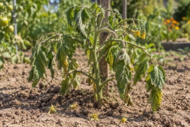 A tomato plant wilting in a hot, dry bed