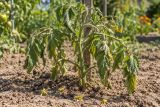 A tomato plant wilting in a hot, dry bed
