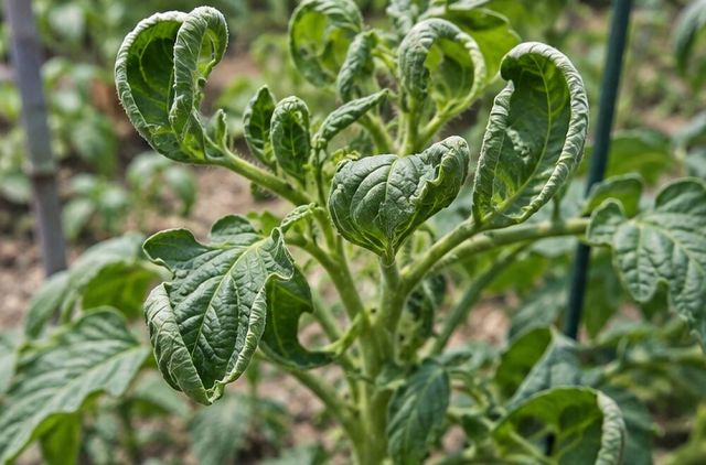 Leaves curl into cups or roll downward.