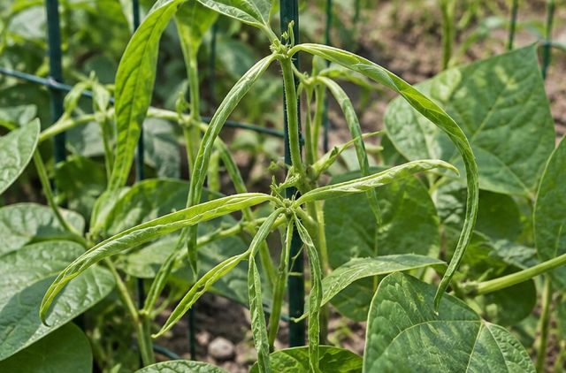 Vines and beans make thin, strappy new leaves.