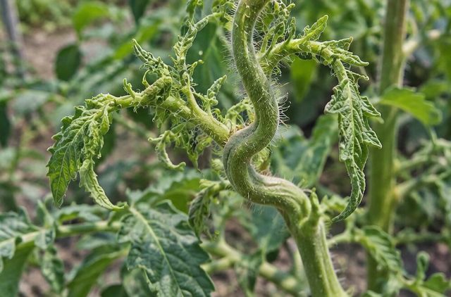 Stems bend and corkscrew.