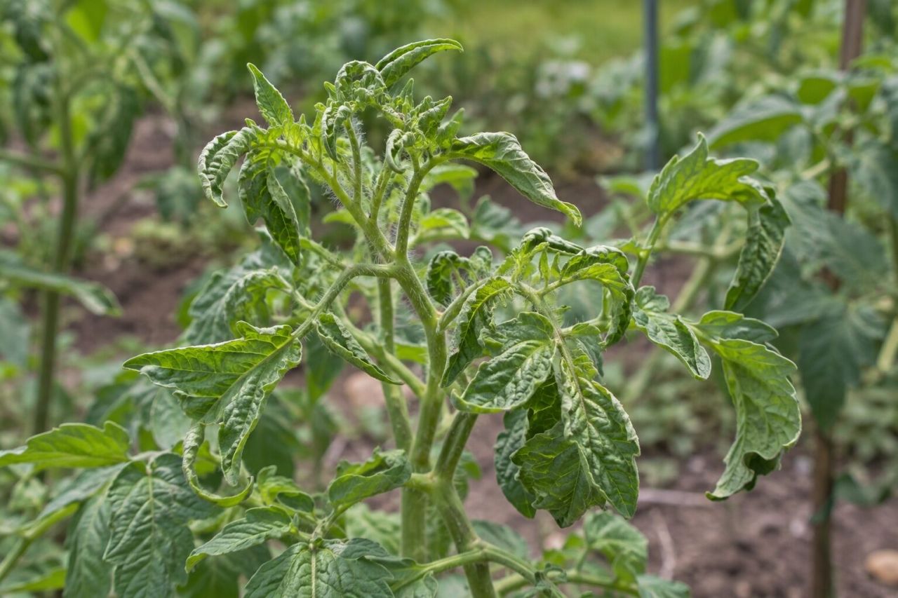Tomato leaves twisted and cupped from weedkiller