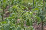 Tomato leaves twisted and cupped from weedkiller