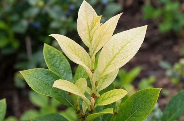 Severe cases turn new leaves cream or white.