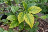 Leaves turning yellow between green veins