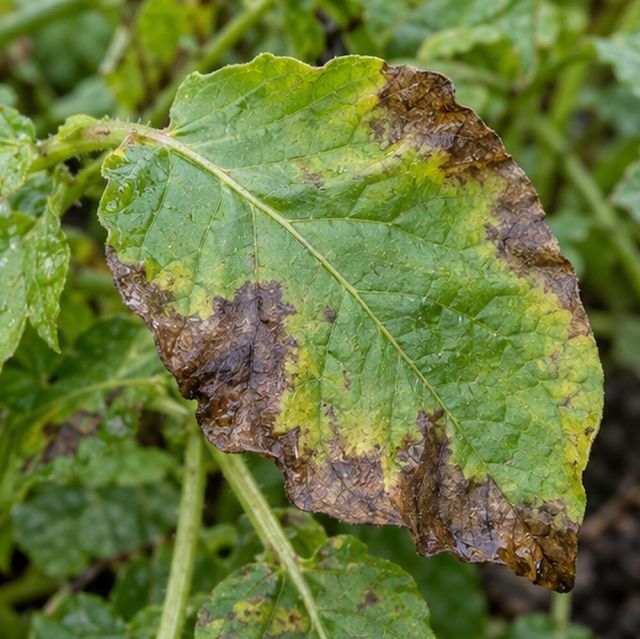 Dark, water-soaked patches, often from the leaf edge.