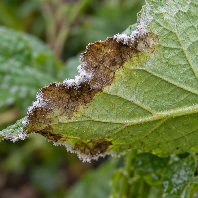 A fine white growth beneath the patches in humid weather.
