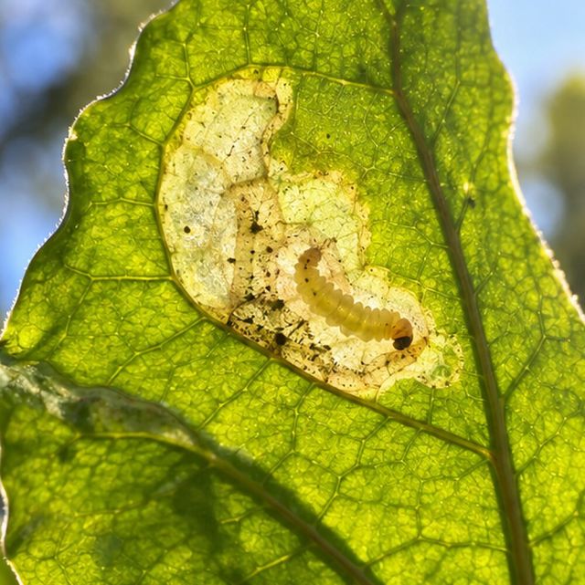 Hold to the light to see the larva in the mine.