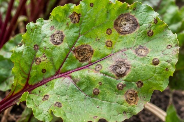 Brown, grey or tan spots with distinct borders.