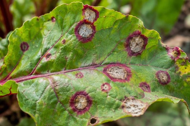 Cercospora on beet has pale centres and red rims.