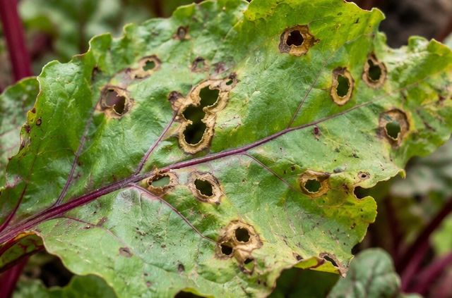 Spot centres can dry and fall out.