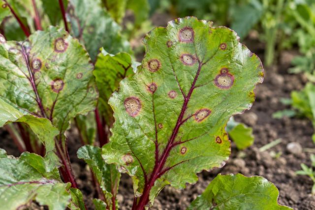 Beet leaves with round, red-rimmed leaf spots