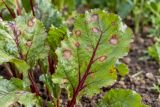 Beet leaves with round, red-rimmed leaf spots