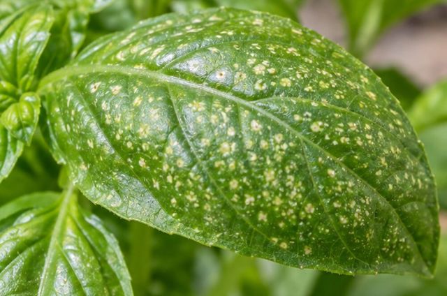 Fine white or yellow dots on the upper surface.