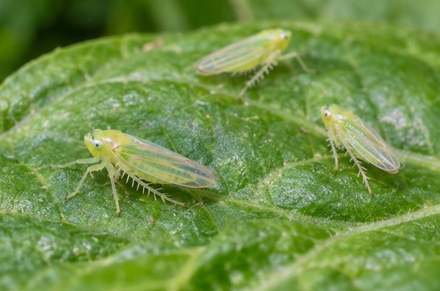 Pale green or yellow insects that hop or scuttle sideways.