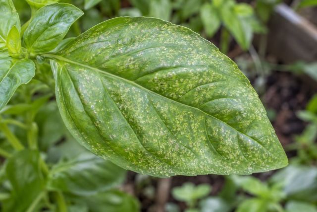 Pale stippling from leafhoppers on a basil leaf