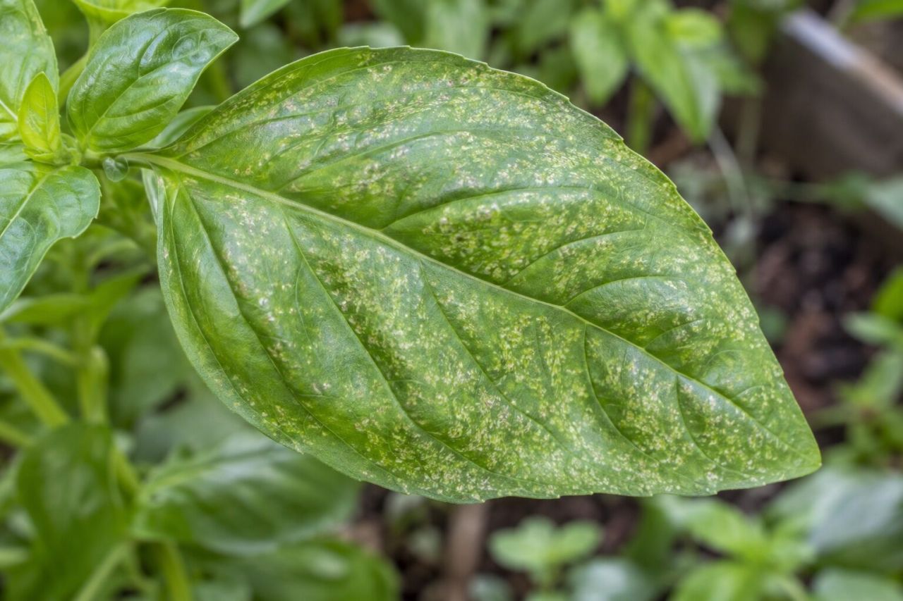 Pale stippling from leafhoppers on a basil leaf