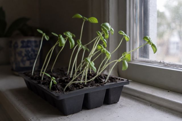 Pale, leggy seedlings stretching towards a window