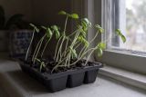 Pale, leggy seedlings stretching towards a window
