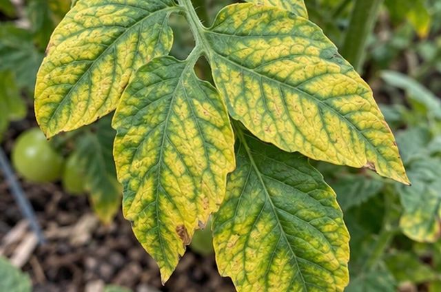 Yellow bands between green veins on the lower leaves.