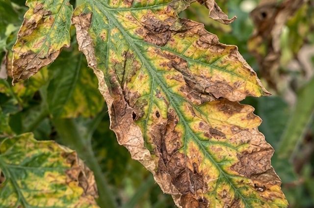Later, the yellow areas turn brown or reddish and die.