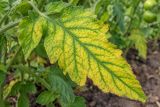 An older tomato leaf yellow between green veins