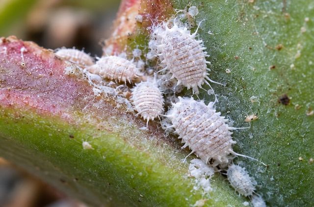 Oval, segmented white insects up to 4 mm long.