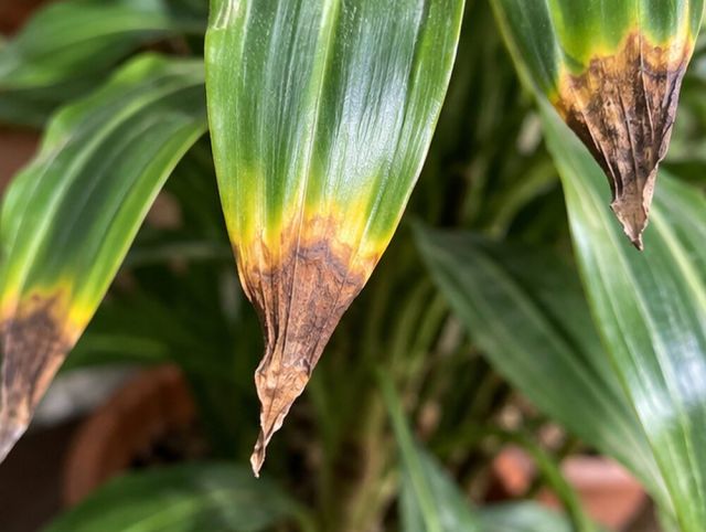 Leaf tips turn brown and crisp, often with a yellow band behind.