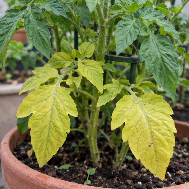 Nitrogen: the plant moves it to new growth, so old leaves yellow first.