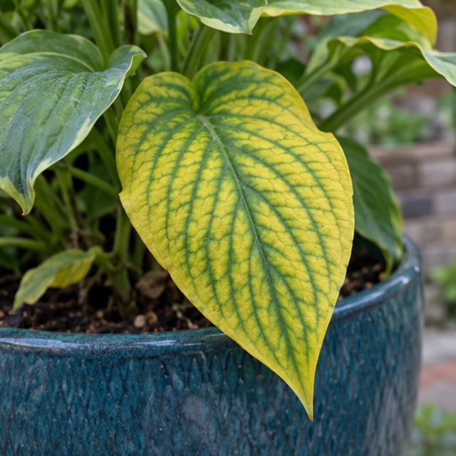 Magnesium: veins stay green, the tissue between yellows, lower leaves first.