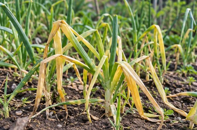 Young onions flop and yellow.