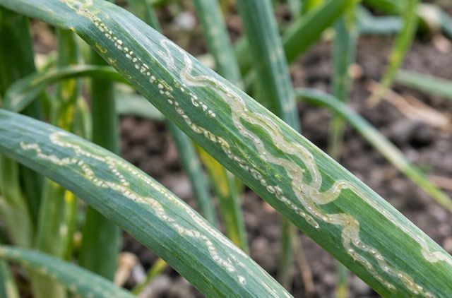 Allium leaf miner leaves lines of white dots and tunnels.