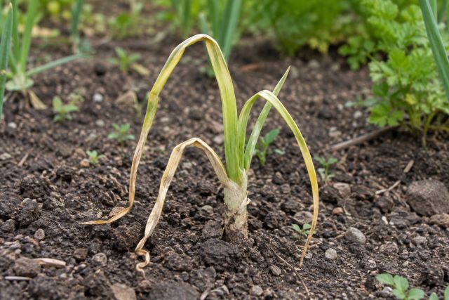A young onion with yellow, collapsing leaves