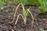 A young onion with yellow, collapsing leaves