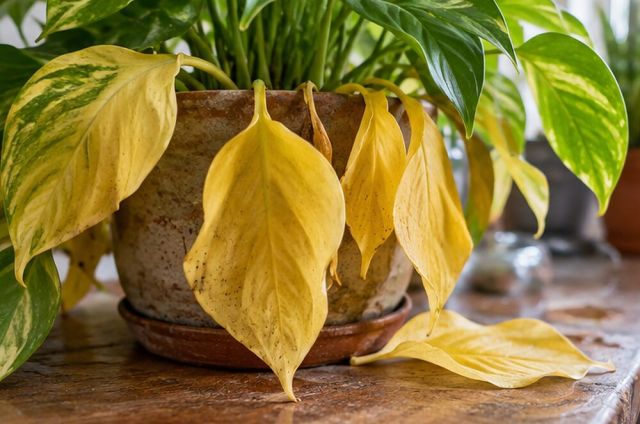 Older leaves turn yellow and soft, not crisp, and drop at a touch.