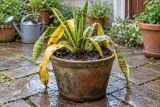A snake plant with soft, yellowing leaves collapsing in soggy compost