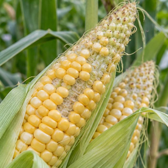 Sweetcorn cobs with missing kernels, especially at the tip.
