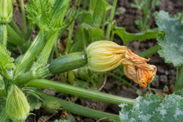 A courgette with a withered flower and a shrivelling fruit