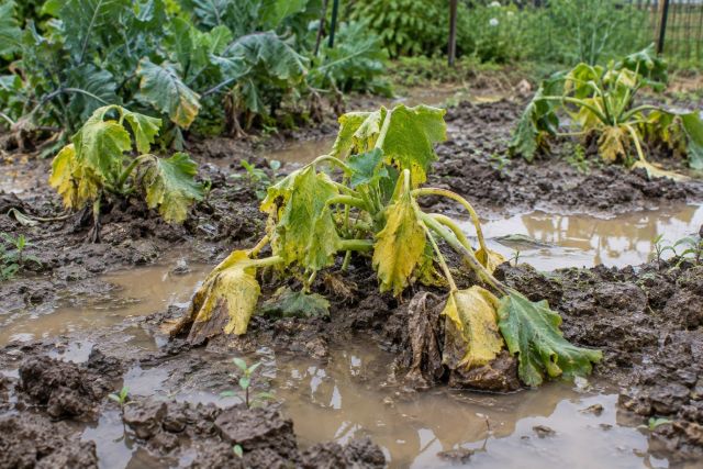 Yellowing plants collapsing in waterlogged soil