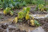 Yellowing plants collapsing in waterlogged soil