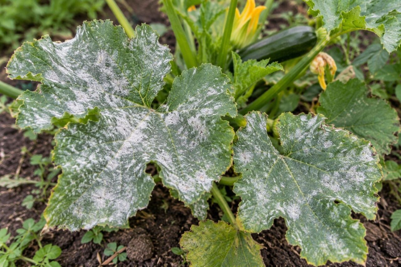 Courgette leaves covered in white powdery mildew