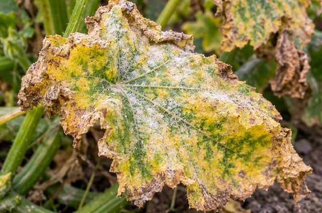 Leaves yellow and shrivel under the coating.