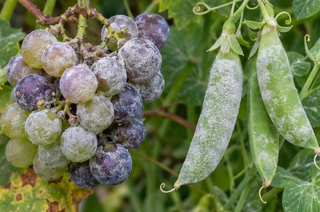 On grapes and peas, fruit and pods are coated too.