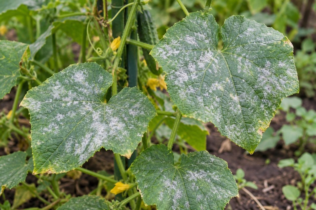Cucumber leaves dusted with white powdery mildew
