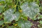 Cucumber leaves dusted with white powdery mildew