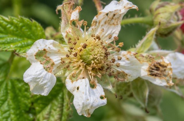 Adults feed on blossom in spring.