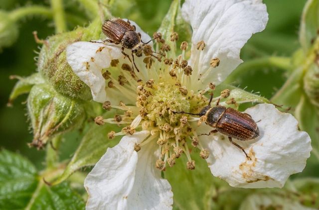 Brown beetles about 4 mm long on flowers.