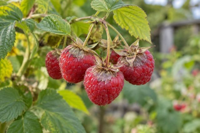 Raspberries with dry, greyish patches near the stalk