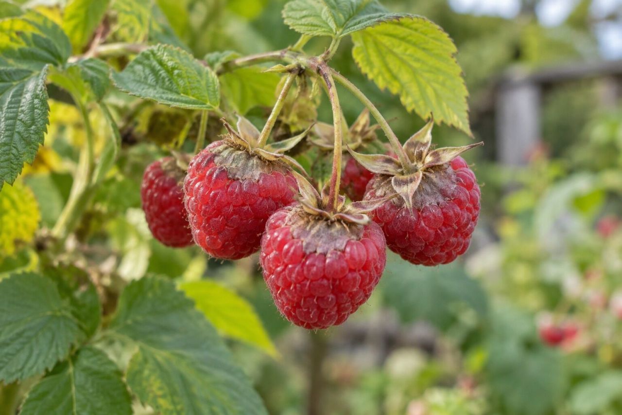Raspberries with dry, greyish patches near the stalk